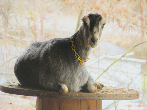 Casino At Goats