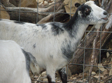 Love -R- Goats Sinful Selene