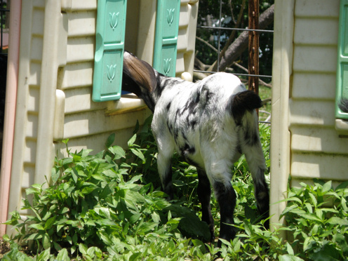 Goat 'Love