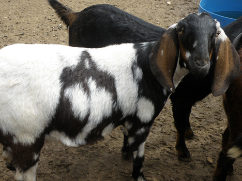 Love -R- Goats Farm - located in Lee County, Virginia