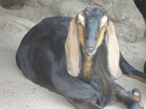 Love -R- Goats Farm - located in Lee County, Virginia