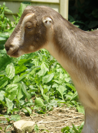 Love -R- Goats Farm - located in Lee County, Virginia