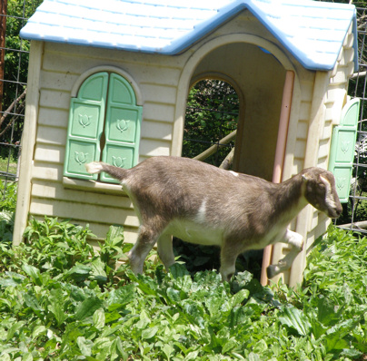 Love -R- Goats Farm - located in Lee County, Virginia